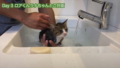 お風呂に入る子猫