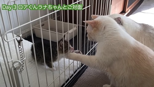 先住猫と対面する子猫