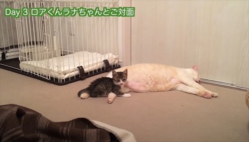 仲良くなった子猫と先住猫