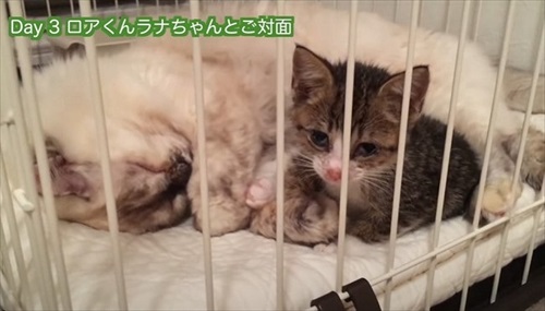 先住猫が大好きになった保護子猫