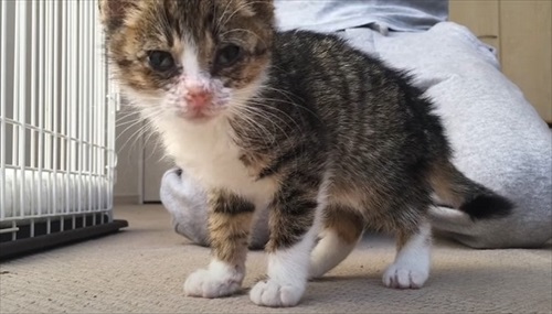 元気になってきた子猫