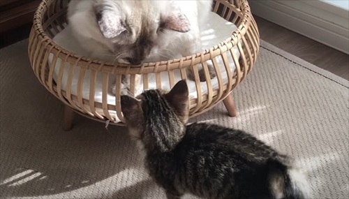 仲の良い猫たち