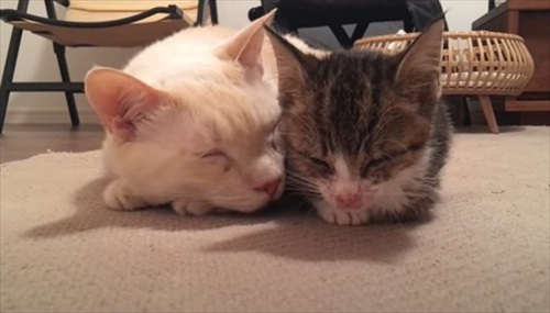 先住猫と一緒に寝る保護子猫