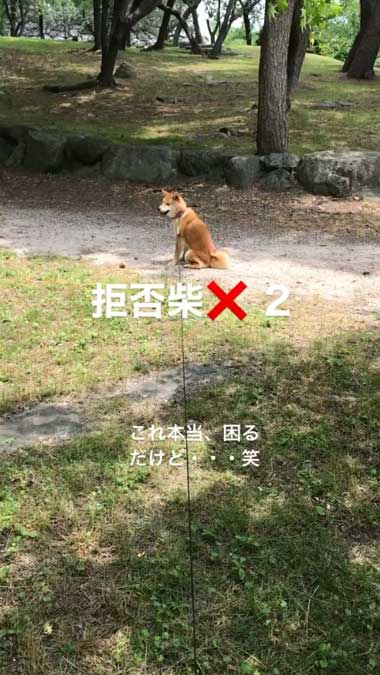 散歩中に動かない犬