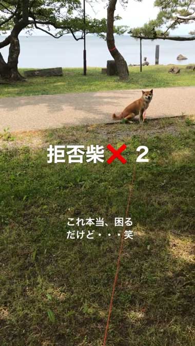 散歩中に動かずに待つ犬