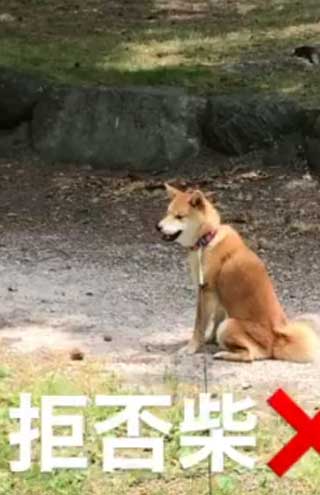 散歩中に動かない犬の拡大