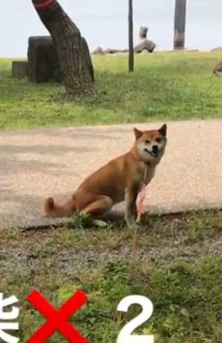 散歩中に動かずに待つ犬の拡大
