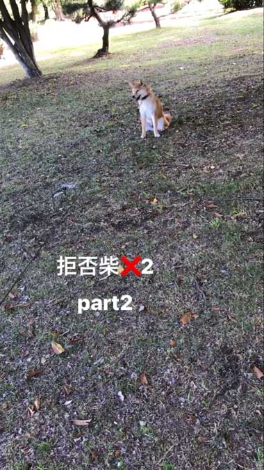 散歩を拒否する2匹
