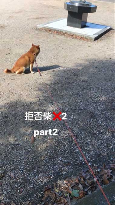 そっぽを向いて散歩を拒否する犬