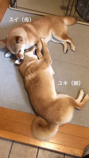 親子の2匹