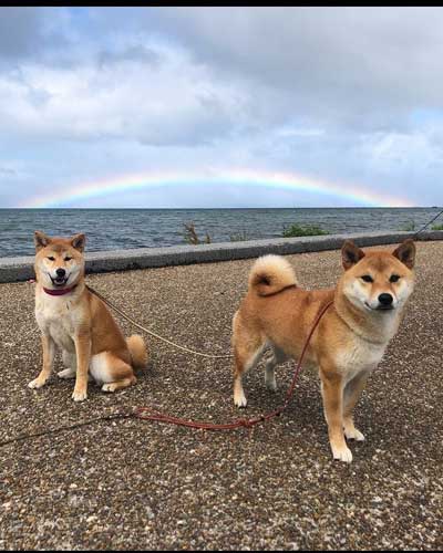 虹を見る柴犬