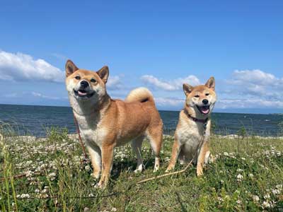 笑顔の柴犬