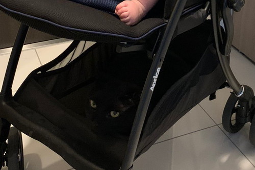 ベビーカーに猫ちゃん