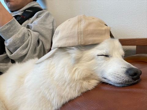 キャップかぶって寝てる