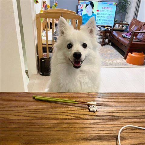 ピート君の前にお箸