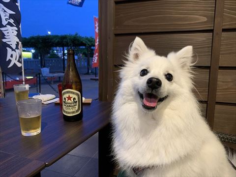 外飲みの場所にいるワンコ