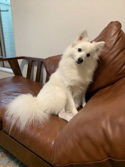 ソファに座ってる