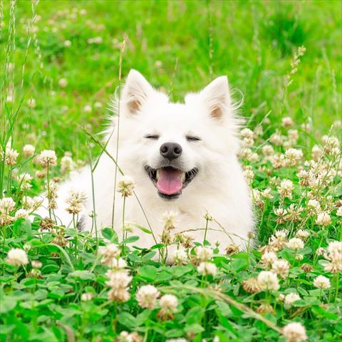 シロツメクサに囲まれて笑顔