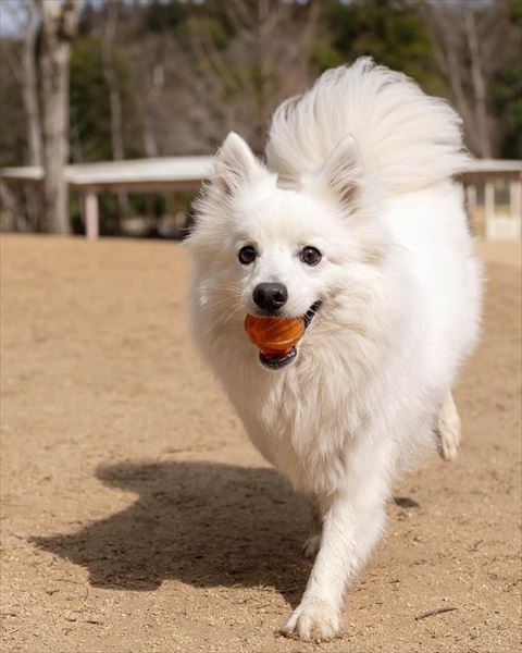 なにかくわえてる