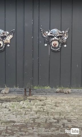 塀の隙間から見える犬の前足