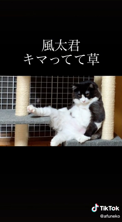 アップ風太くん