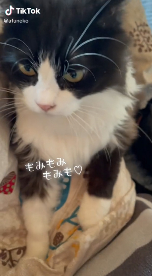 ふみふみ風太くん