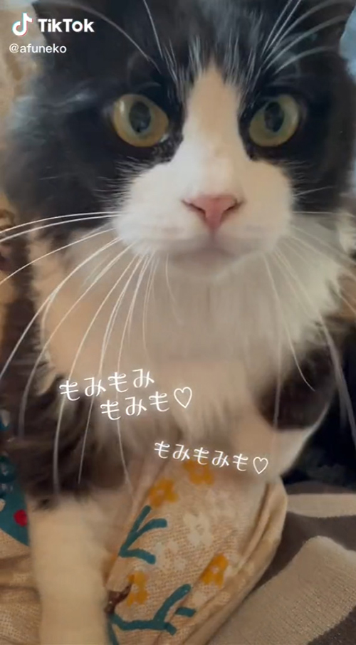 正面を見る風太くん