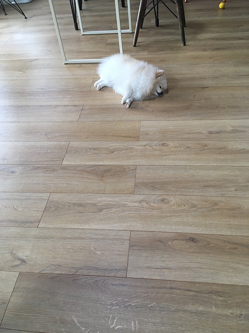 落ちてるしらすちゃん