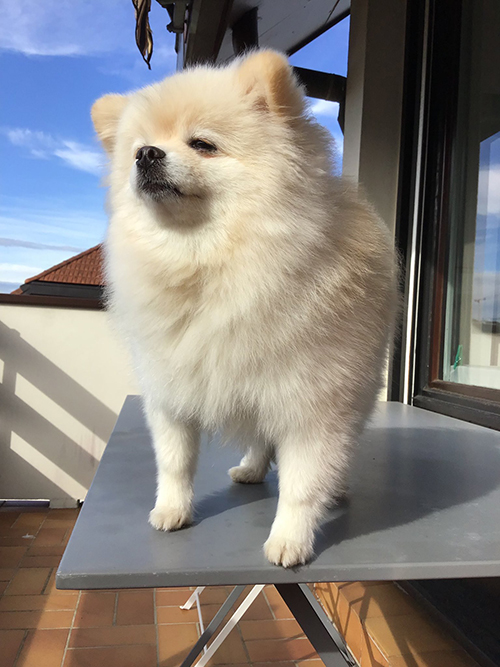 たそがれしらすちゃん