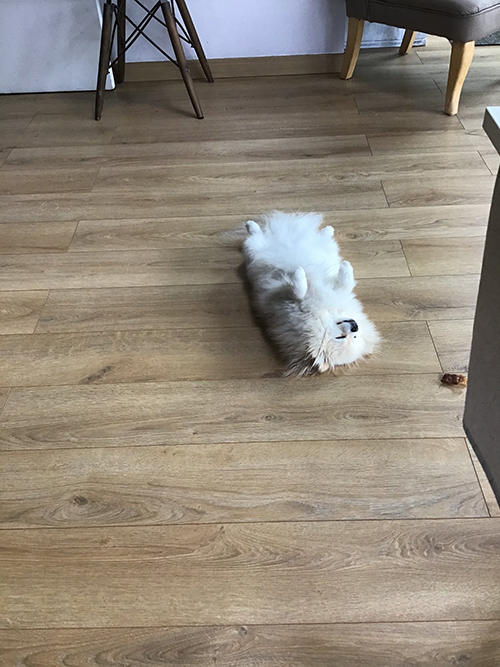 室内で落ちてるしらすちゃん