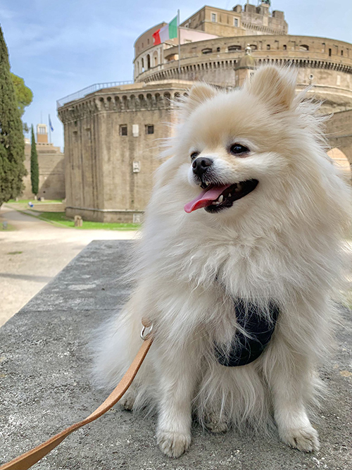 お城としらすちゃん