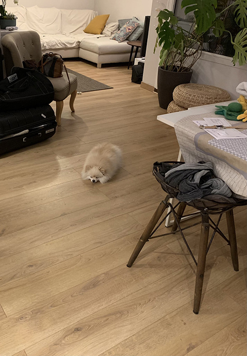 繭しらすちゃん