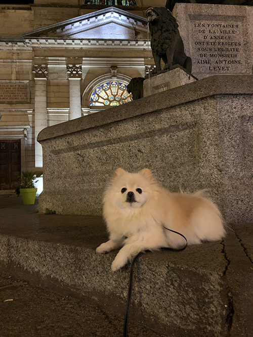 夜散歩しらすちゃん