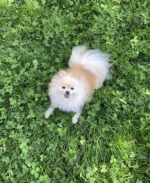 緑の中のしらすちゃん