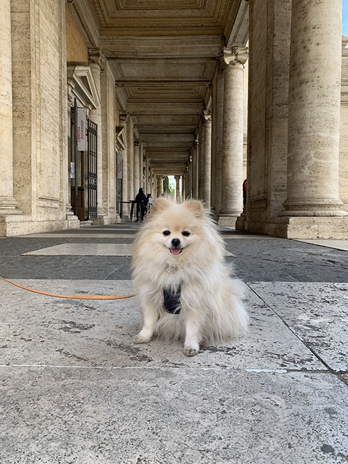 建物としらすちゃん