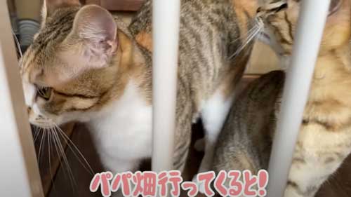 パパを見送る子猫たち