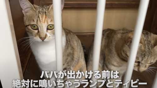 パパが好きな子猫たち