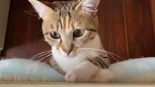 出掛ける準備をした子猫