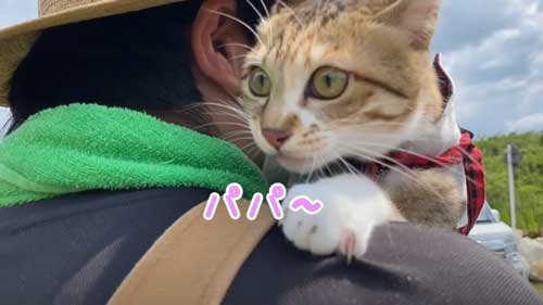 抱っこされる子猫