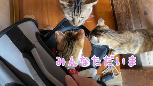 帰ってきた子猫