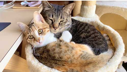 くっついて寝転がる子猫たち