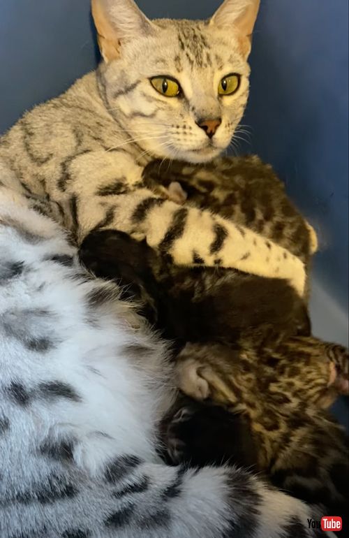 赤ちゃん猫を抱きしめる母猫