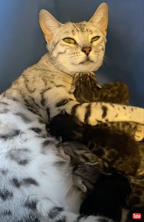 顔にぶつかる赤ちゃん猫