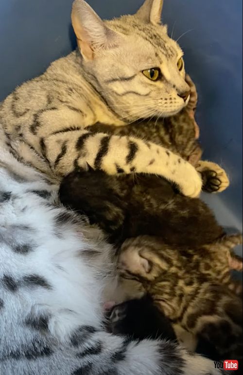 喉を鳴らす母猫