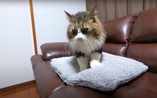 クッションをフミフミする猫