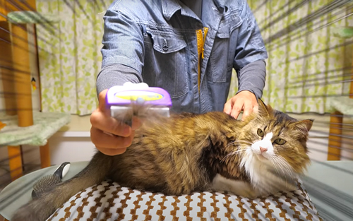 トリミングテーブルへ連行されちゃった