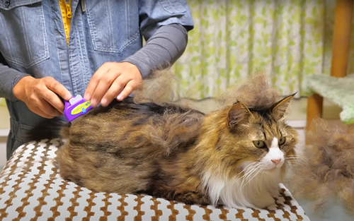 ブラシング中もおとなしい