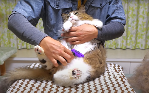 背中の次はおなか