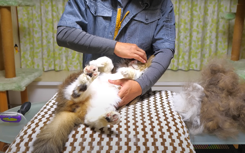 背中の次はお腹