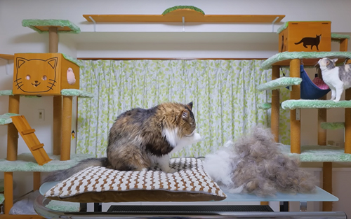 ブラッシング終了